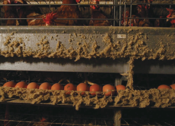 シンガポールの鶏舎の事例