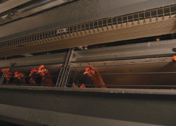 シンガポールの鶏舎の事例