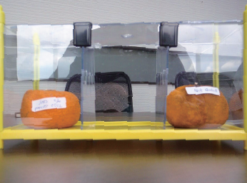 みかんの腐敗/エチレンガスを消去