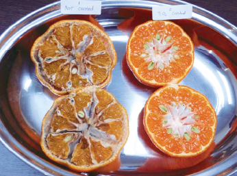 みかんの腐敗/エチレンガスを消去